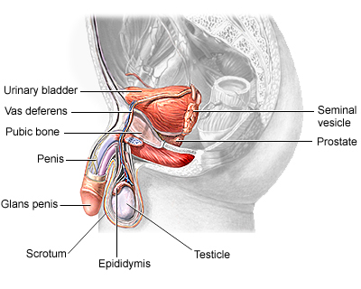 Enlarged Prostate