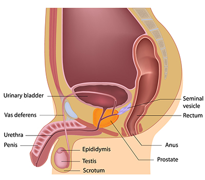 Prostate Cancer